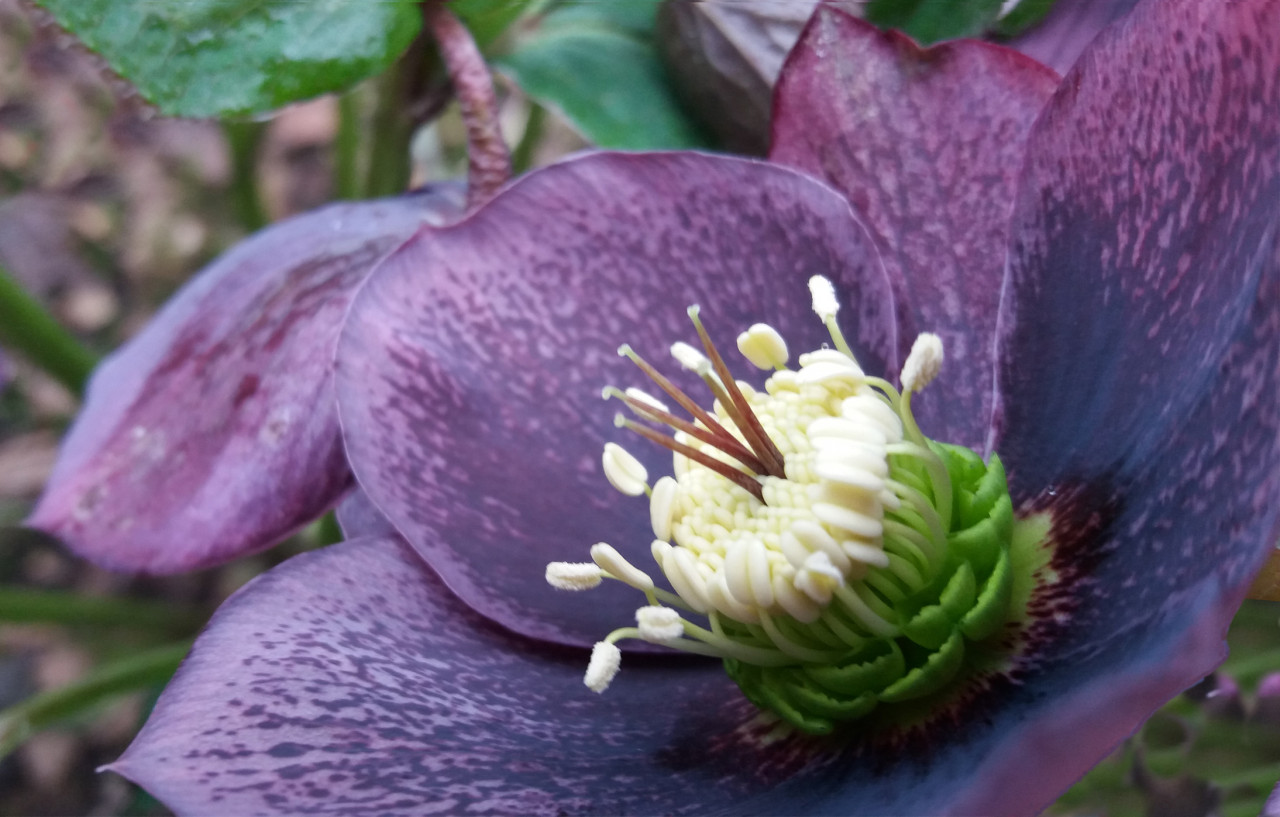 hellebore-late-winter-flower-1